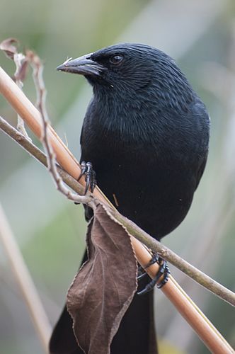 Chopi blackbird